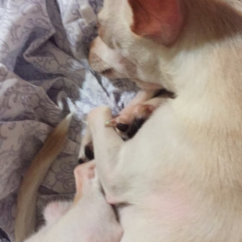 Meet your Posher, Cup